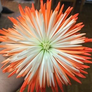 Meet your Posher, Autumn